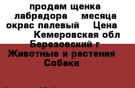 продам щенка лабрадора. 3 месяца.окрас палевый. › Цена ­ 8 000 - Кемеровская обл., Березовский г. Животные и растения » Собаки   